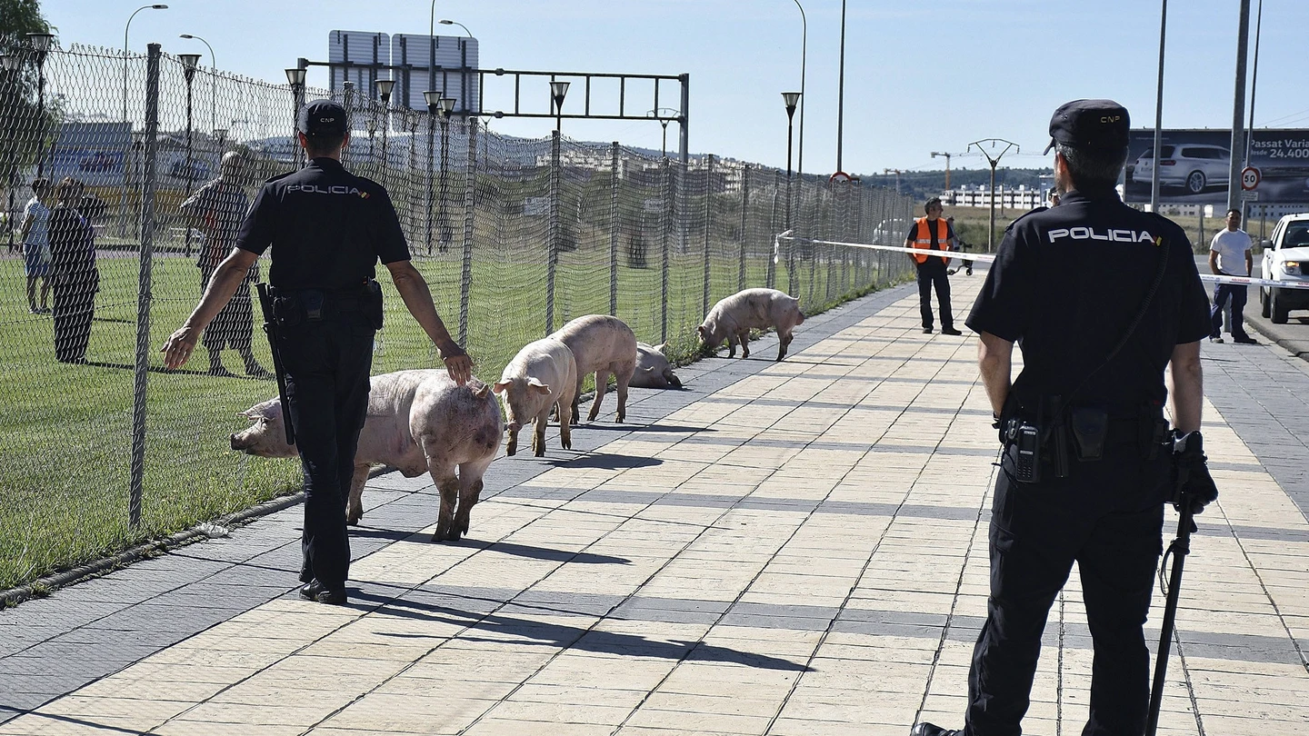 Cerdos en la ciudad de Soria arrinconados por la Policía Cerdos en la ciudad de Soria arrinconados por la Policía