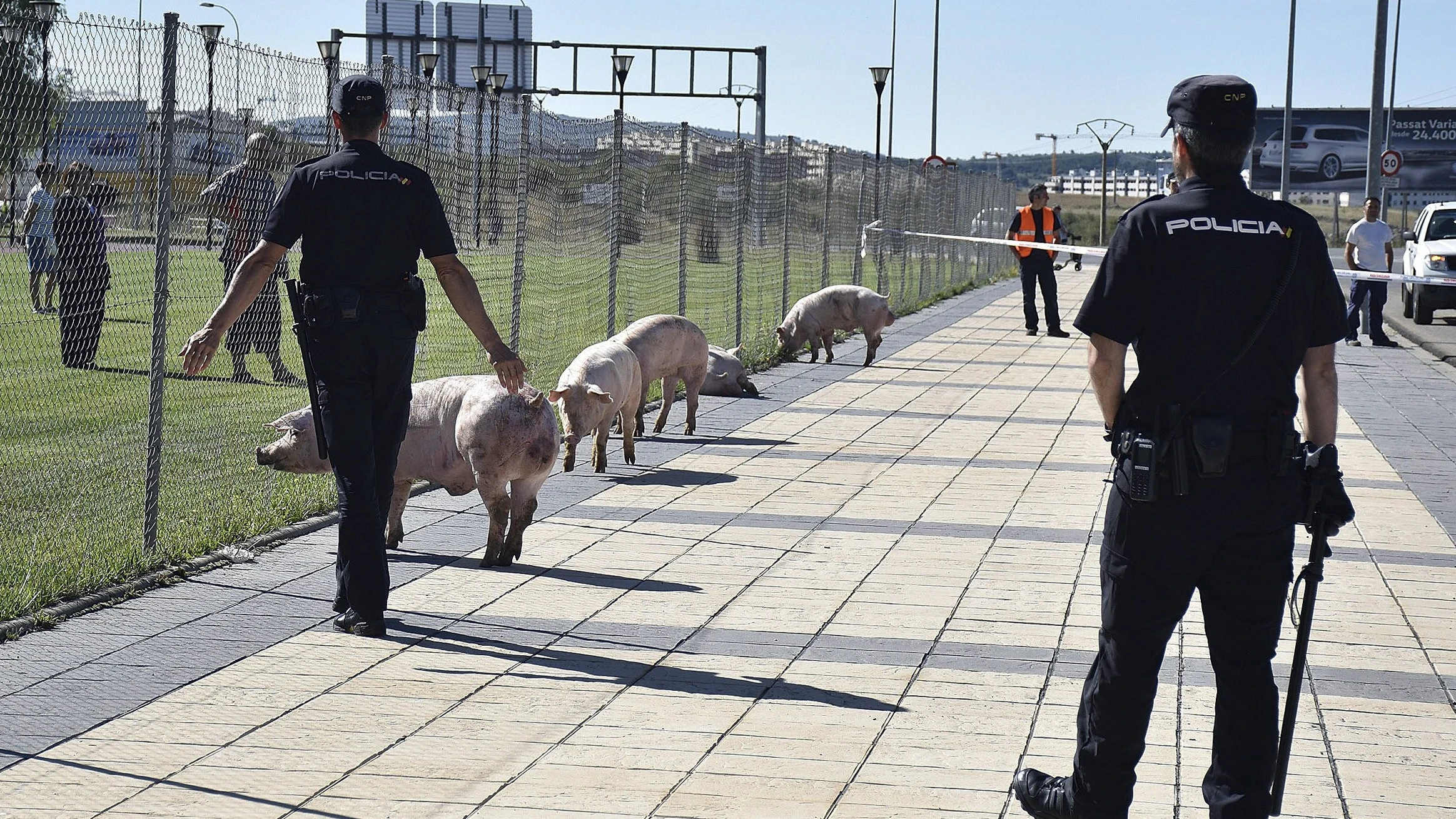 Cerdos en la ciudad de Soria arrinconados por la Policía Cerdos en la ciudad de Soria arrinconados por la Policía