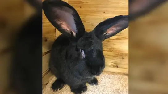 Simon, el conejo gigante, estaba en buen estado antes del vuelo Simon, el conejo gigante, estaba en buen estado antes del vuelo