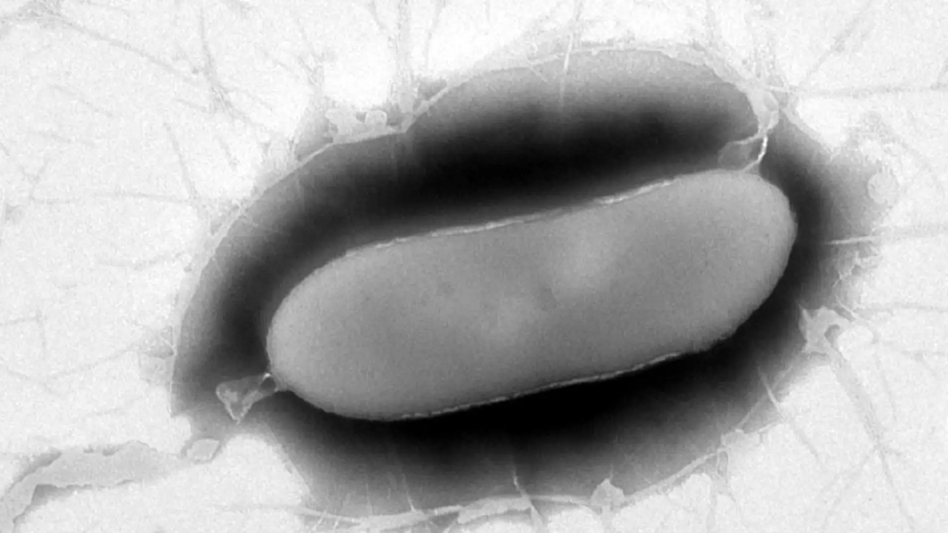 La nueva bacteria es de gran interés por sus relaciones con otros microorganismos