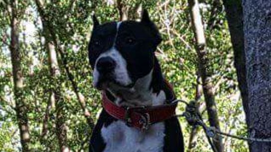 Tyson, el perro que ha sido asesinado por su due&ntilde;o