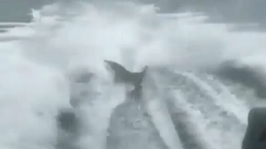 Buscan a los responsables de atar a un tibur&oacute;n a una lancha y lo remolcaron violentamente 