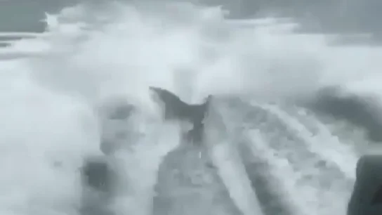 Buscan a los responsables de atar a un tiburón a una lancha y lo remolcaron violentamente Buscan a los responsables de atar a un tiburón a una lancha y lo remolcaron violentamente