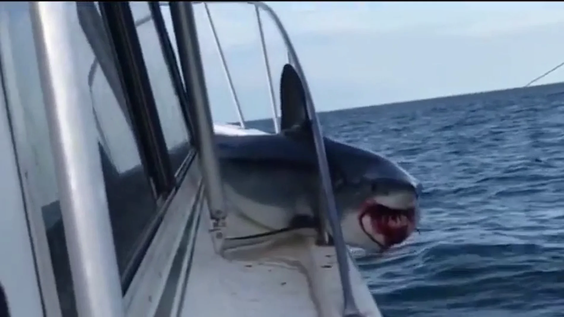 El tiburón atrapado en el barco