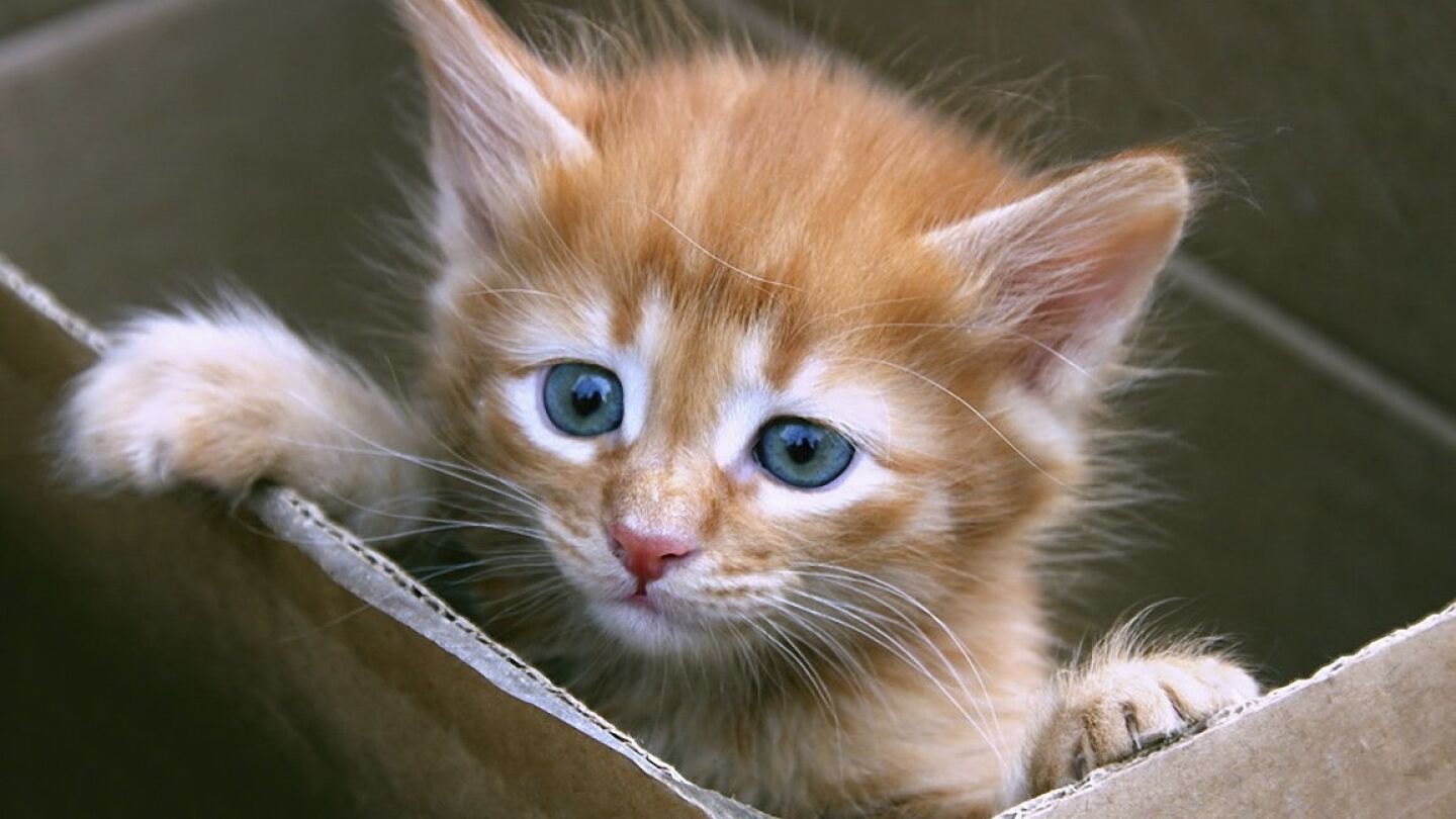 Imagen de archivo de un peque&ntilde;o gato en una caja de cart&oacute;n