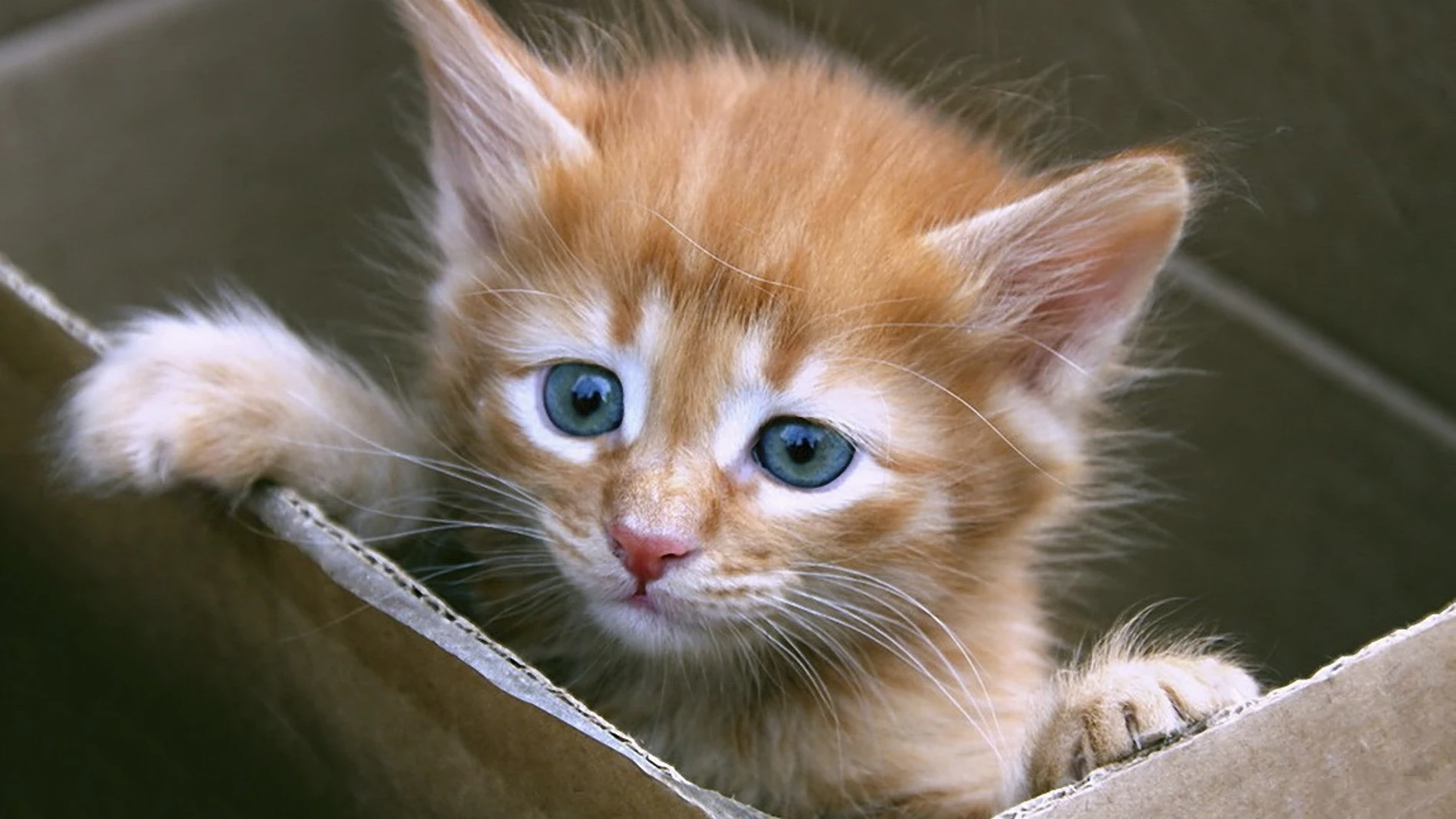 Imagen de archivo de un pequeño gato en una caja de cartón