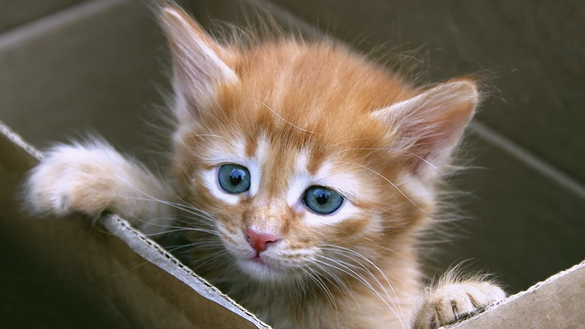 Imagen de archivo de un pequeño gato en una caja de cartón