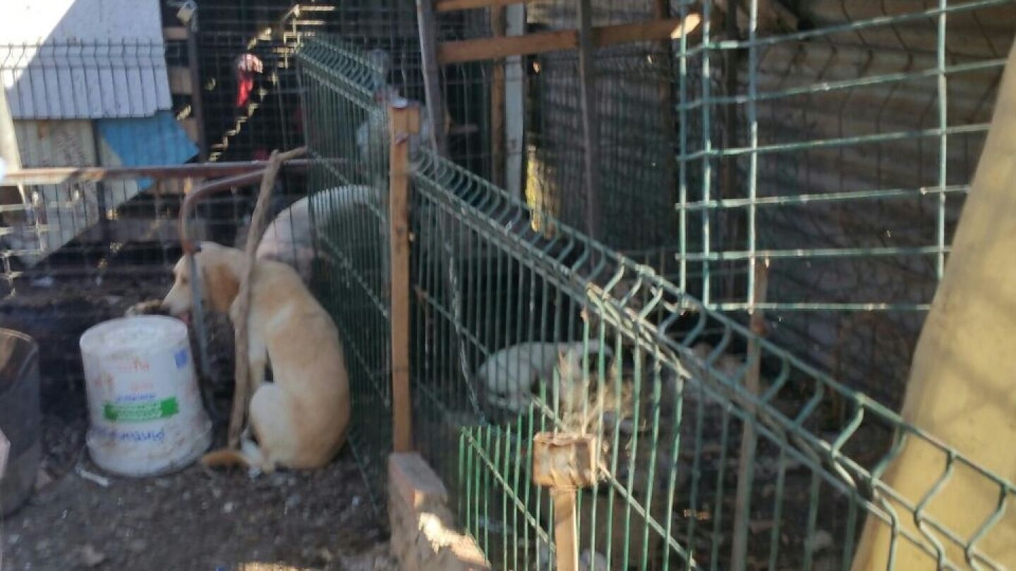 Algunos de los perros rescatados en condiciones infrahumanas 