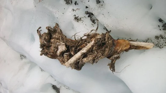 Un trozo de pierna encontrado que podría pertenecer a un pasajero del avión estrellado Un trozo de pierna encontrado que podría pertenecer a un pasajero del avión estrellado