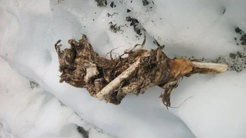 Un trozo de pierna encontrado que podría pertenecer a un pasajero del avión estrellado