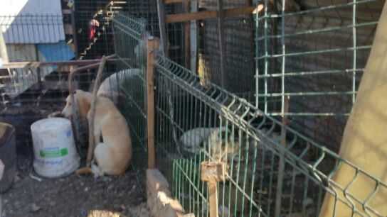 Algunos de los perros rescatados en Algeciras
