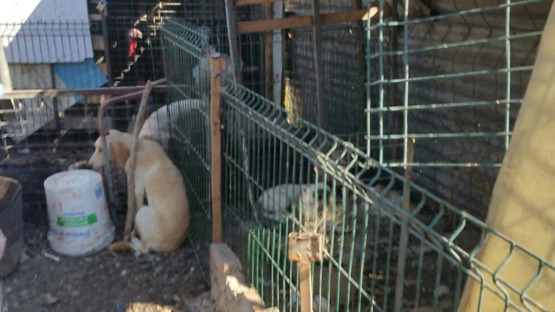 Algunos de los perros rescatados en Algeciras