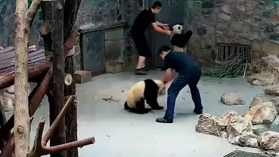 Los cuidadores arrastrando a los osos panda Los cuidadores arrastrando a los osos panda