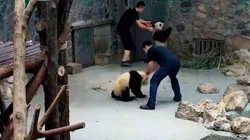 Los cuidadores arrastrando a los osos panda