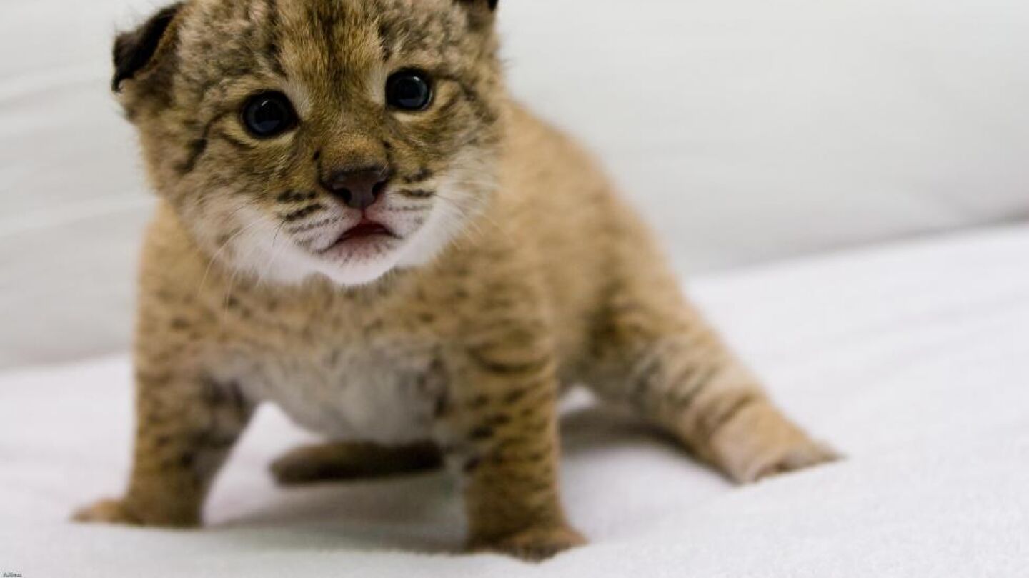 Imagen de archivo de un cachorro de lince ib&eacute;rico