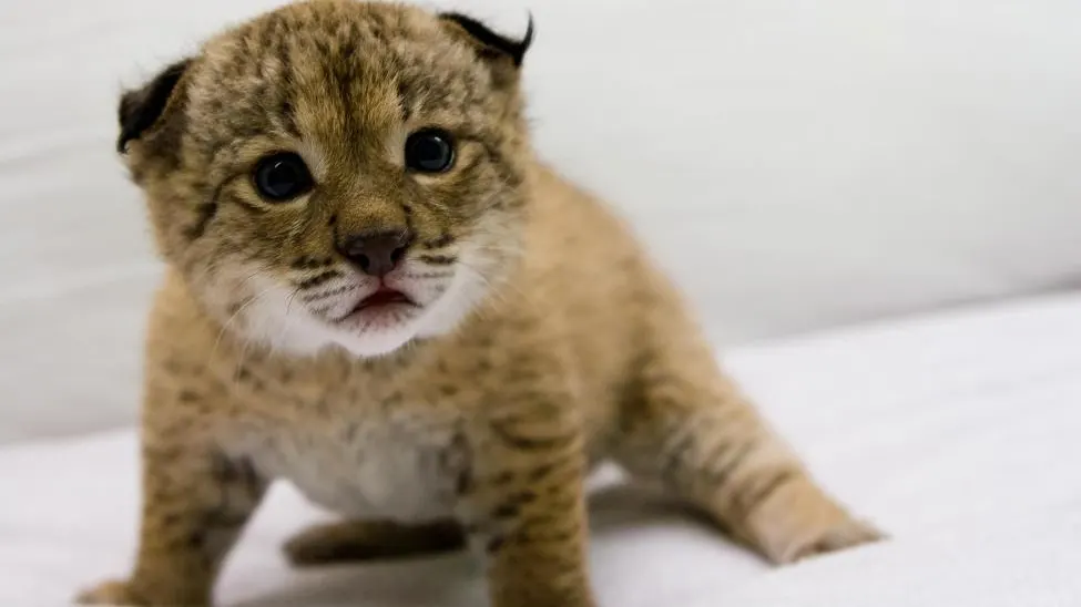 Imagen de archivo de un cachorro de lince ibérico