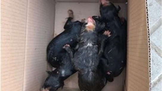 Imagen de archivo de varios cachorros en el interior de una caja Imagen de archivo de varios cachorros en el interior de una caja