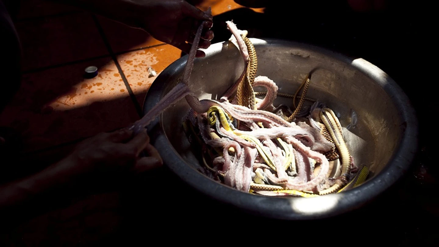 Un niño chino sobrevive 24 días alimentándose de carne de serpiente Un niño chino sobrevive 24 días alimentándose de carne de serpiente