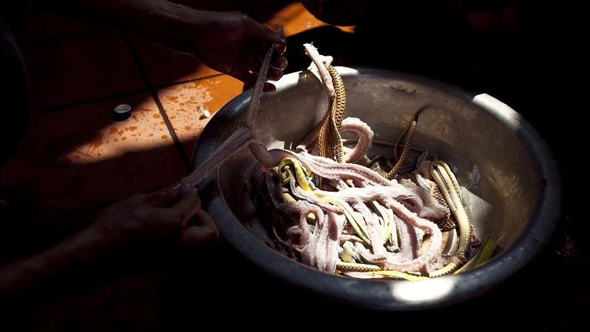 Un niño chino sobrevive 24 días alimentándose de carne de serpiente Un niño chino sobrevive 24 días alimentándose de carne de serpiente