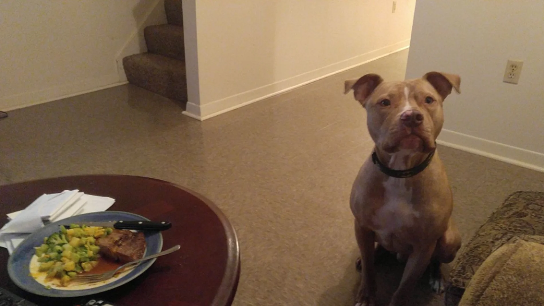 El perro de Bree sentado junto a su comida favorita