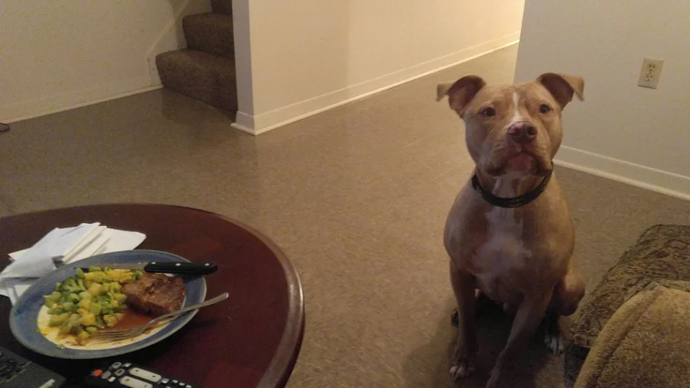 El perro de Bree sentado junto a su comida favorita