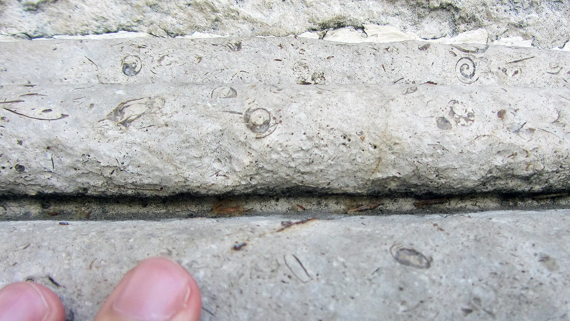 Caracoles del Cretacico se esconden en monumentos de Madrid