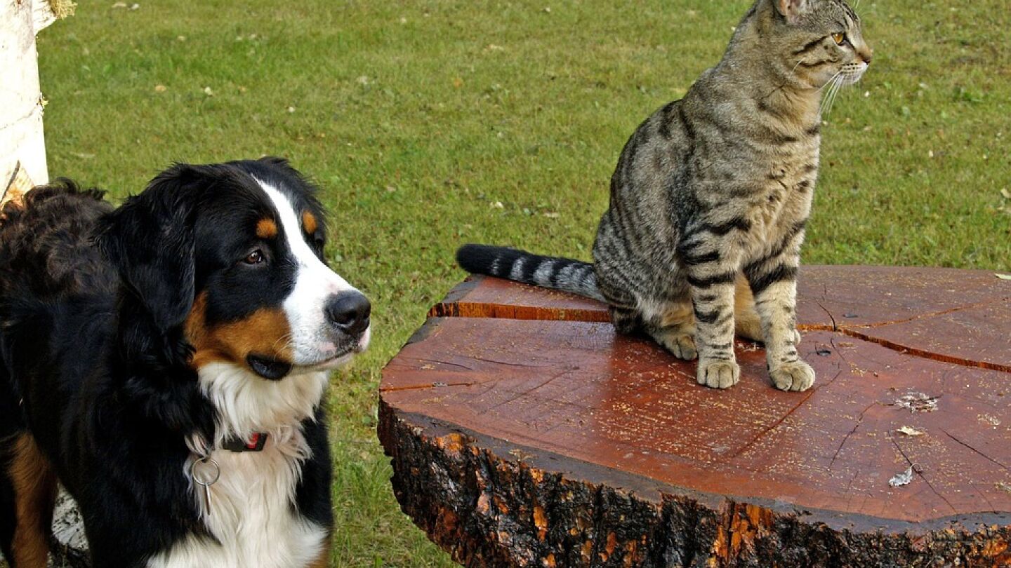 Los perros poseen m&aacute;s neuronas que los gatos