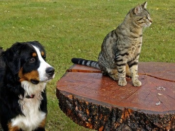 Los perros poseen más neuronas que los gatos Los perros poseen más neuronas que los gatos