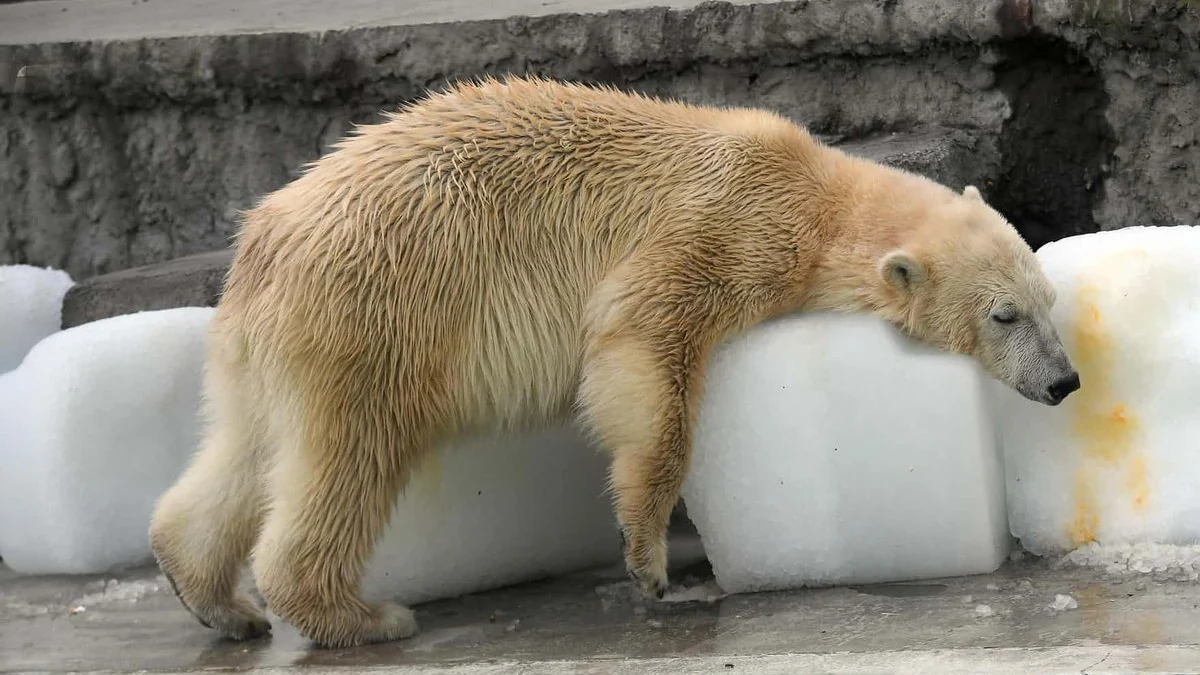 Oso polar del zoo de Budapest