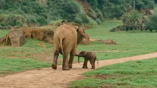 Imagen de un elefante africano junto a su cría en el Parque de la Naturaleza de Cabárceno Elefante africano junto a su cría en el Parque de la Naturaleza de Cabárceno