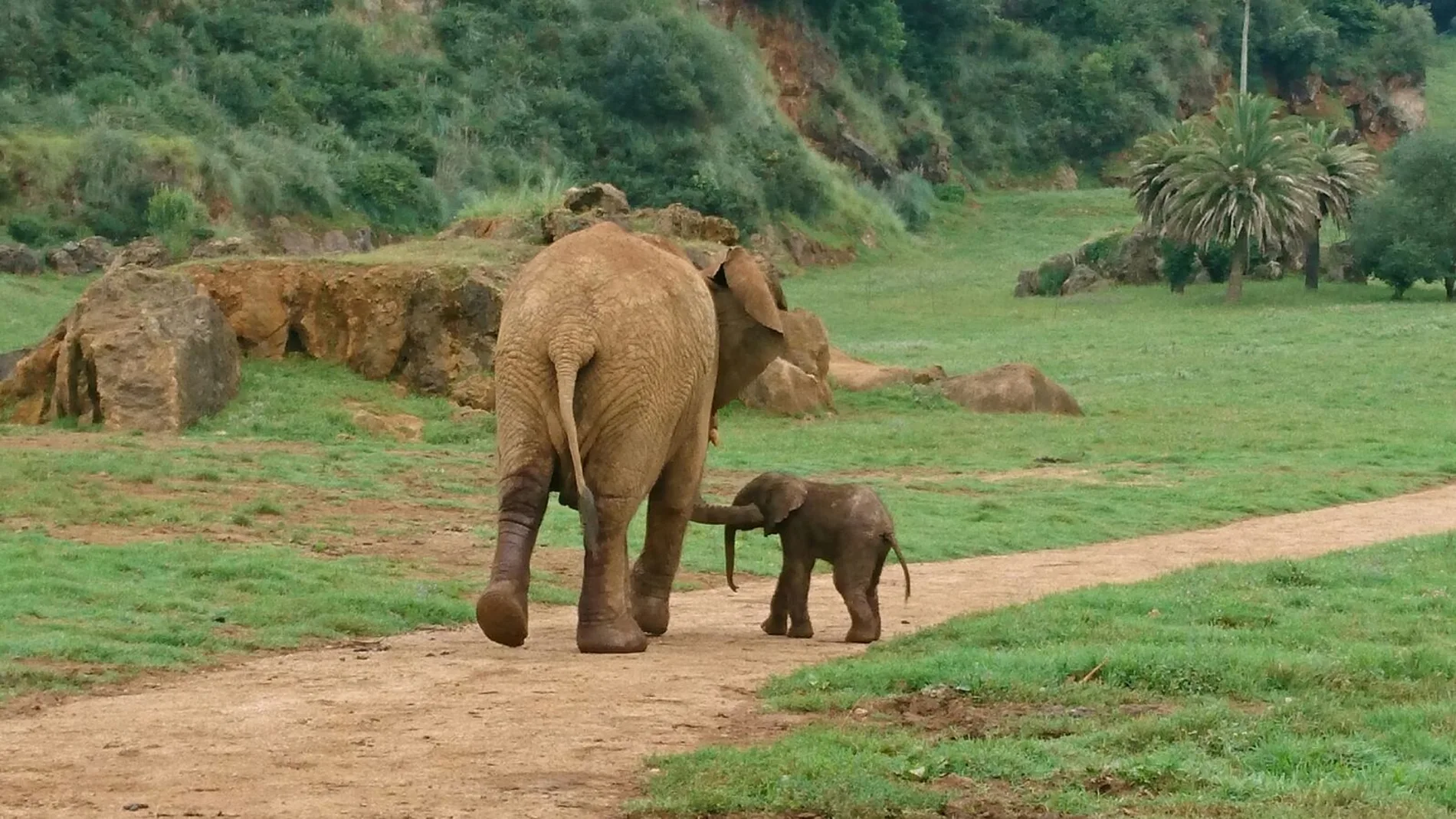 Imagen de un elefante africano junto a su cría en el Parque de la Naturaleza de Cabárceno