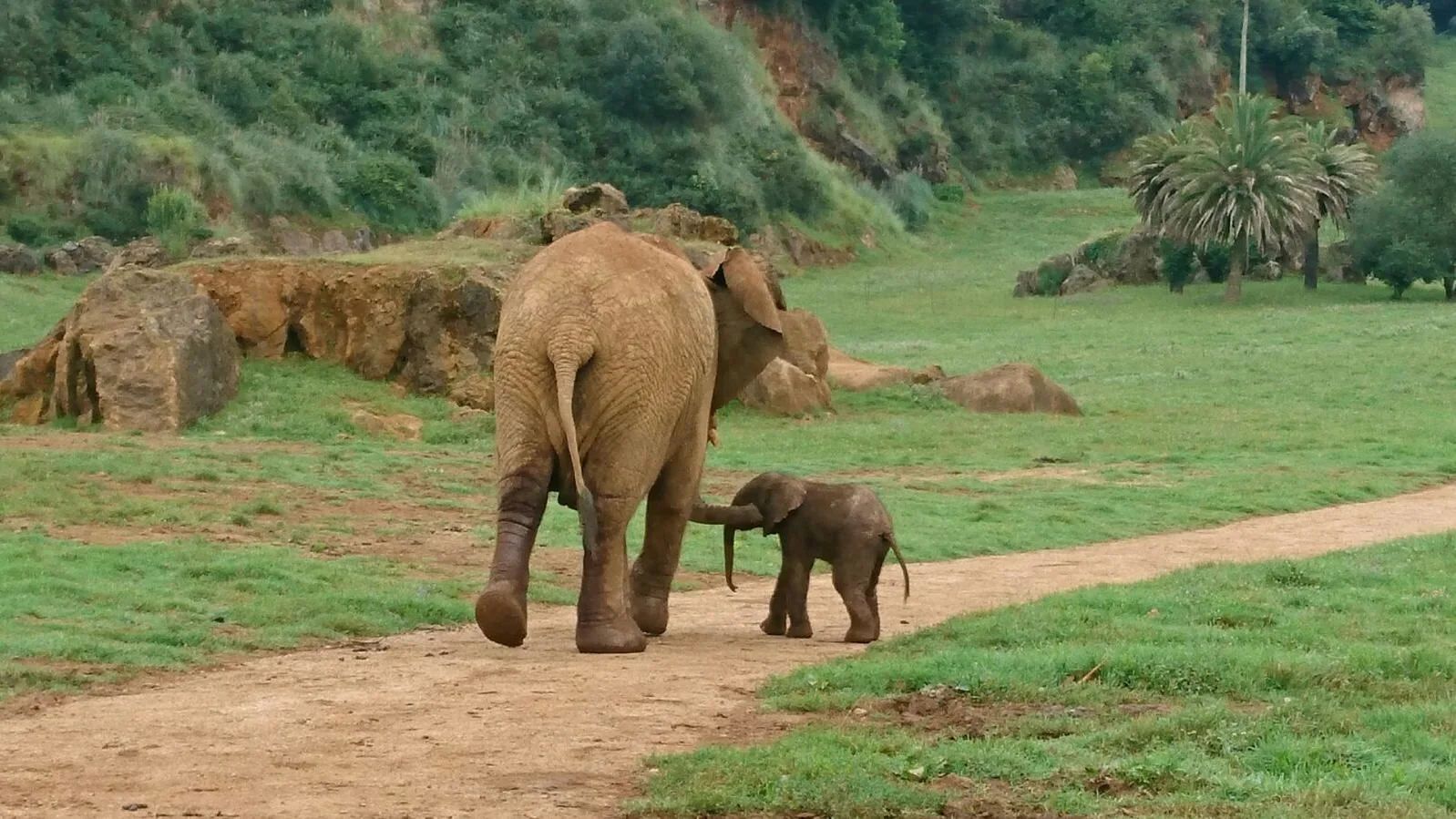 Elefante africano junto a su cría en el Parque de la Naturaleza de Cabárceno