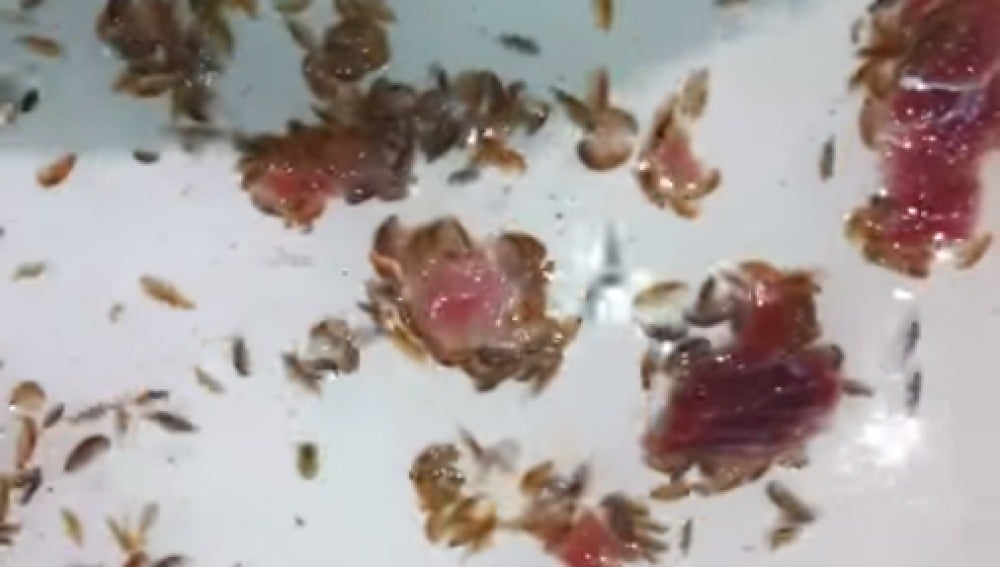 Get Wallpaper Identifican La Especie De Crustaceo Que Ataco A Un Joven En Una For iPhone