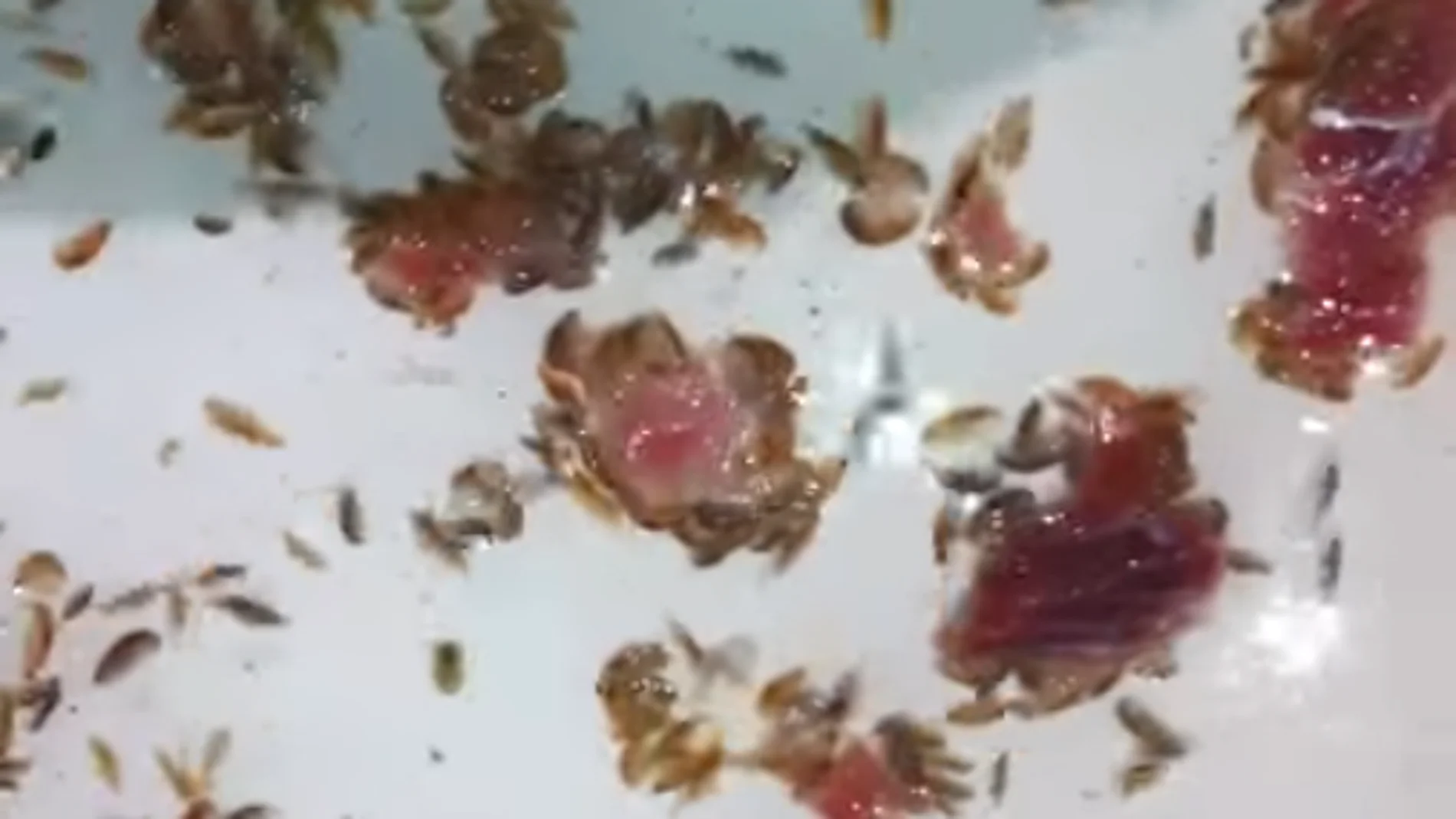 Un grupo de pulgas marinas comiendo carne