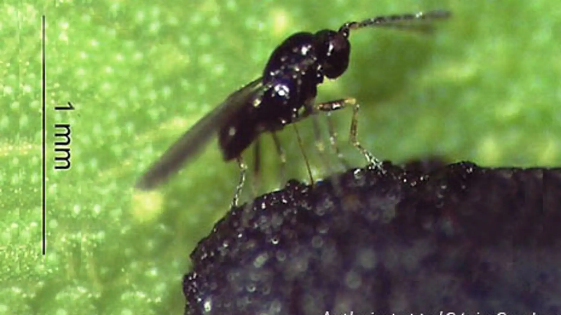 Confirman la efectividad de una avispa para controlar el gorgojo del eucalipto