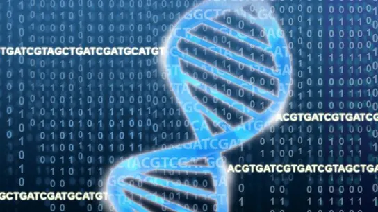 Identifican los genes esenciales en la inmunoterapia contra el cancer Identifican los genes esenciales en la inmunoterapia contra el cancer