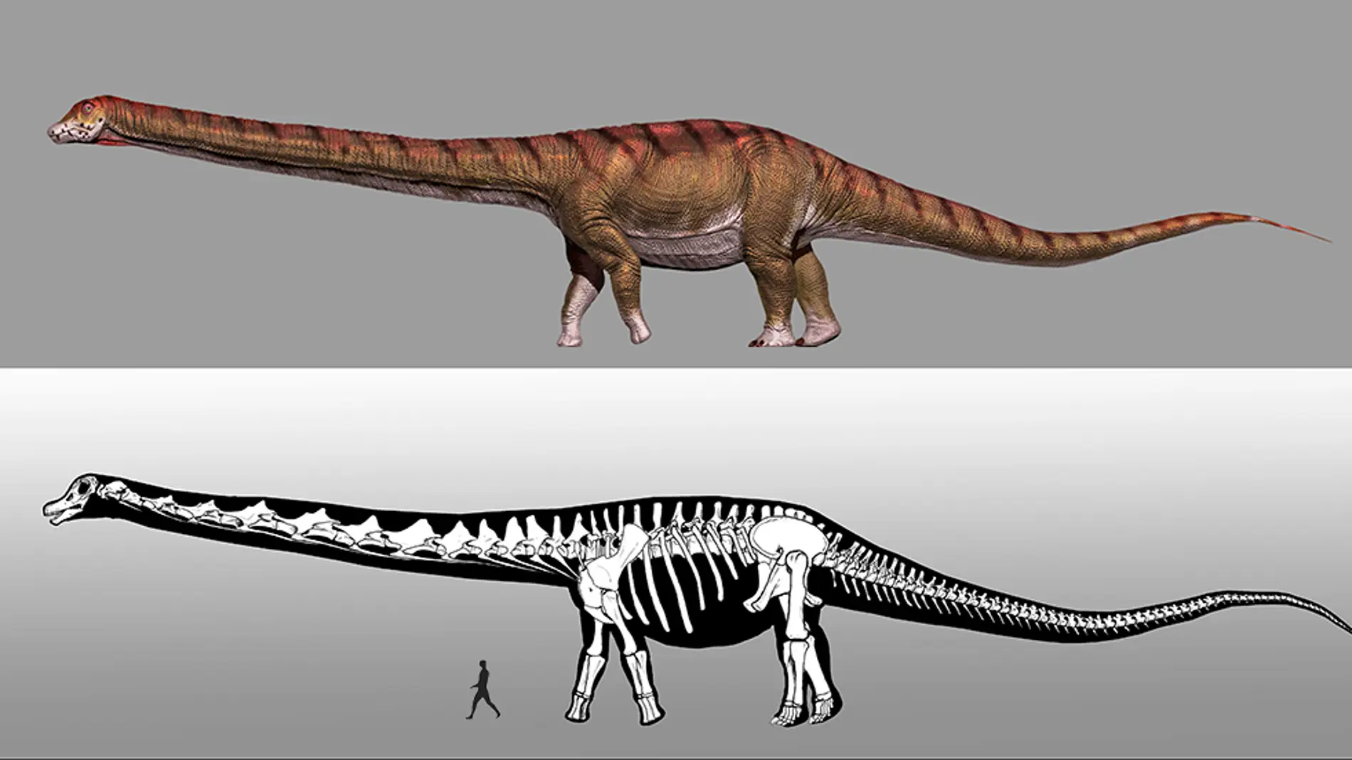 El dinosaurio mas grande del mundo ya tiene nombre