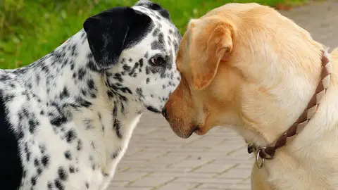 A los perros también les gusta olerse unos a los otros A los perros también les gusta olerse unos a los otros