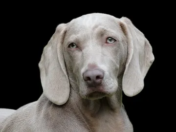 Perros  Perros