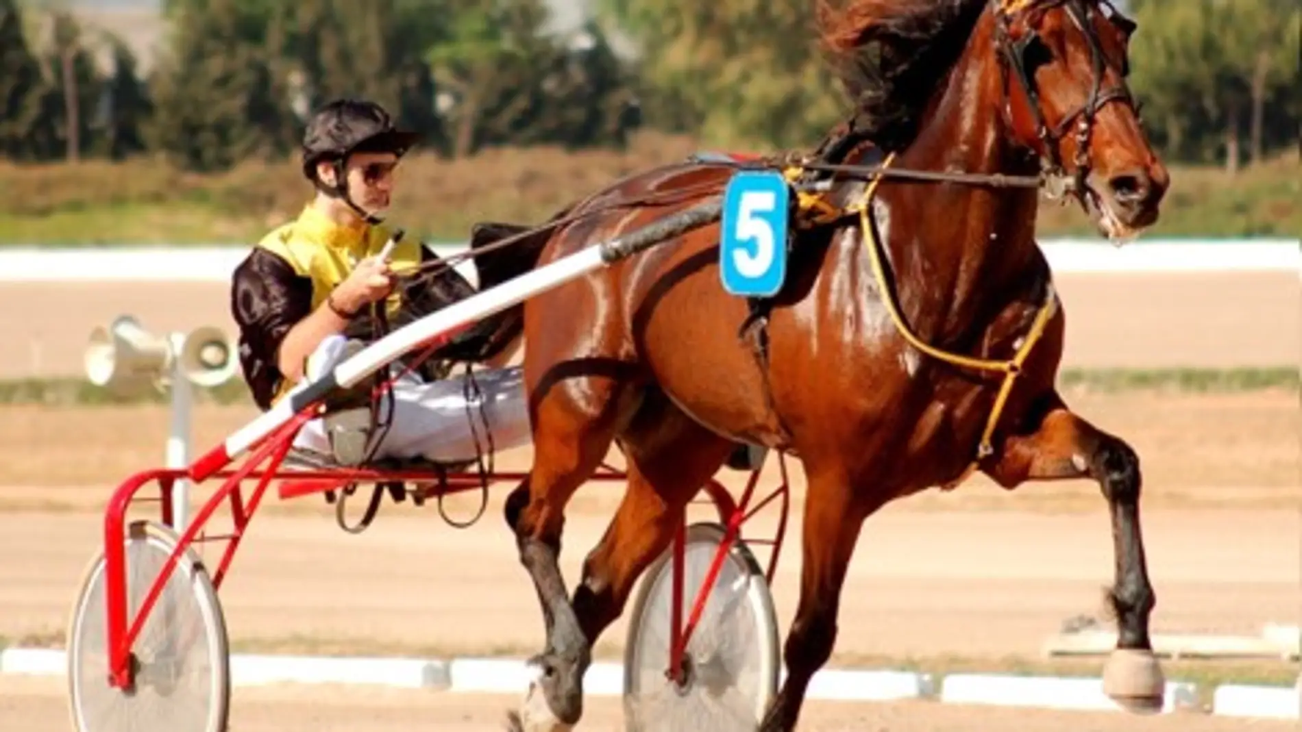 Valoran geneticamente a los caballos segun su capacidad para competir