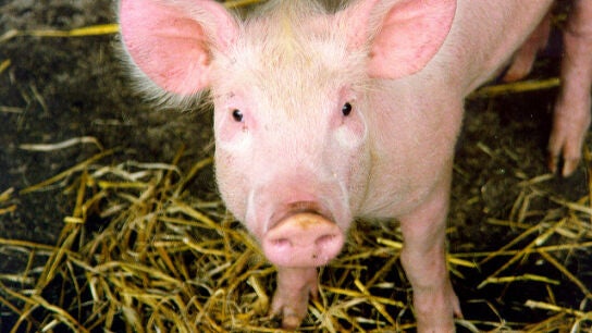 Cerdo