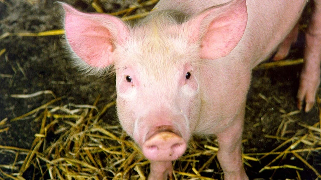 Cerdo