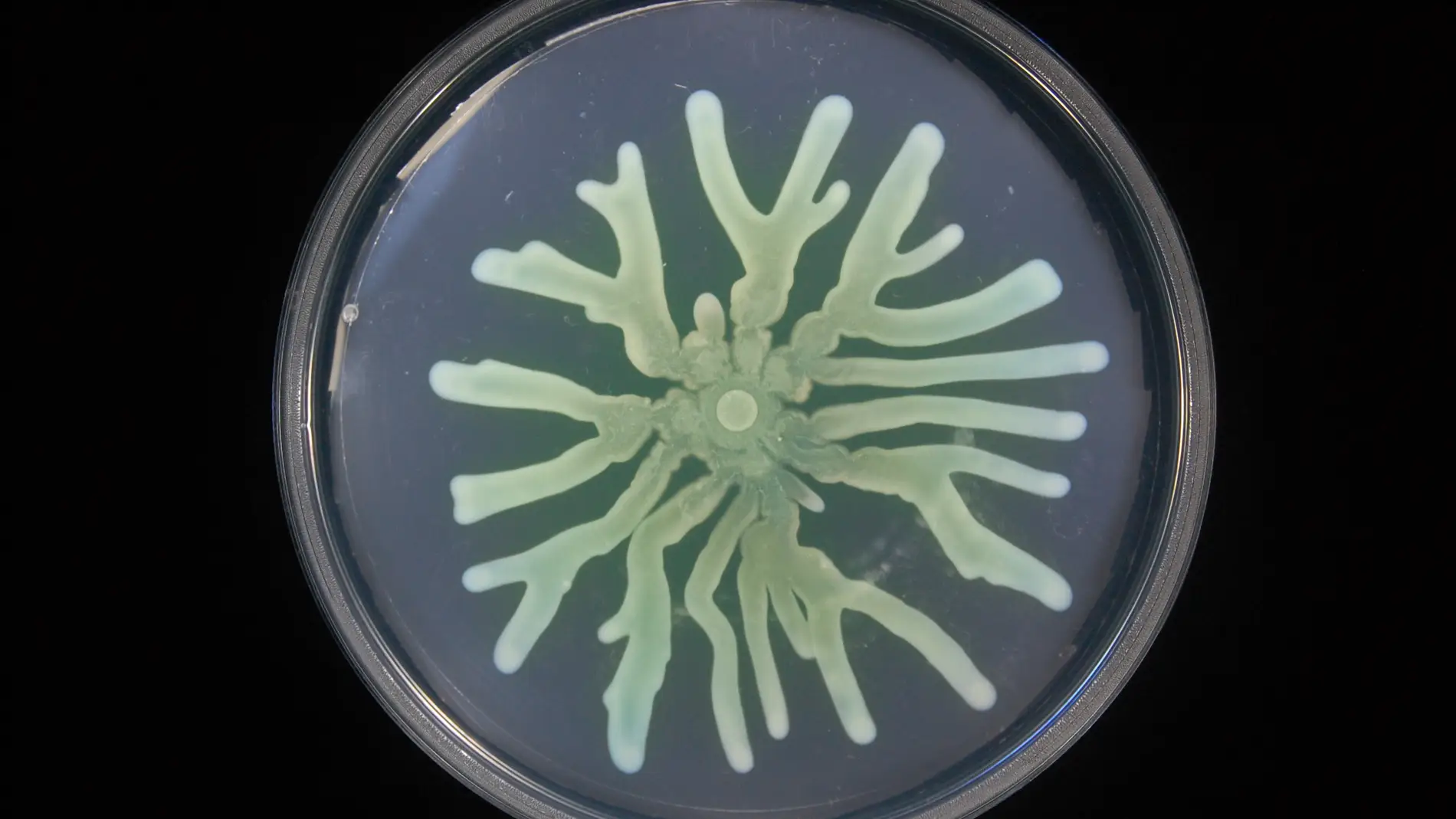 Asi mejoran su supervivencia las bacterias resistentes a antibioticos