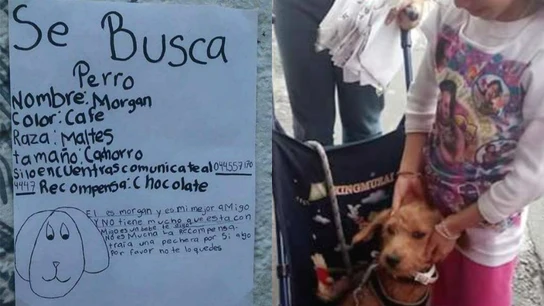 A la izquierda el cartel de 'se busca' de Morgan, a la derecha el animal junto a su dueña El perro Morgan y su dueña