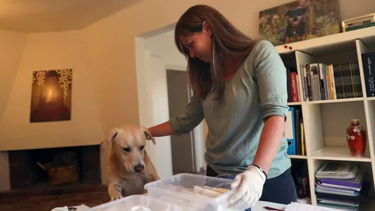 la especialista en perros de asistencia y detección Ingrid Ramon prepara unas muestras para Blat  El Hospital Clínic entrena a un perro para la detección precoz del cáncer de pulmón