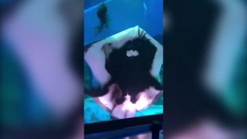 Una raya devora a un calamar en un acuario