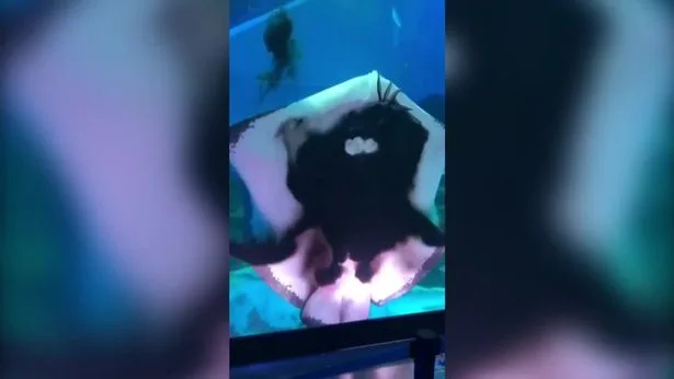 Una raya devora a un calamar en un acuario Una raya devora a un calamar en un acuario