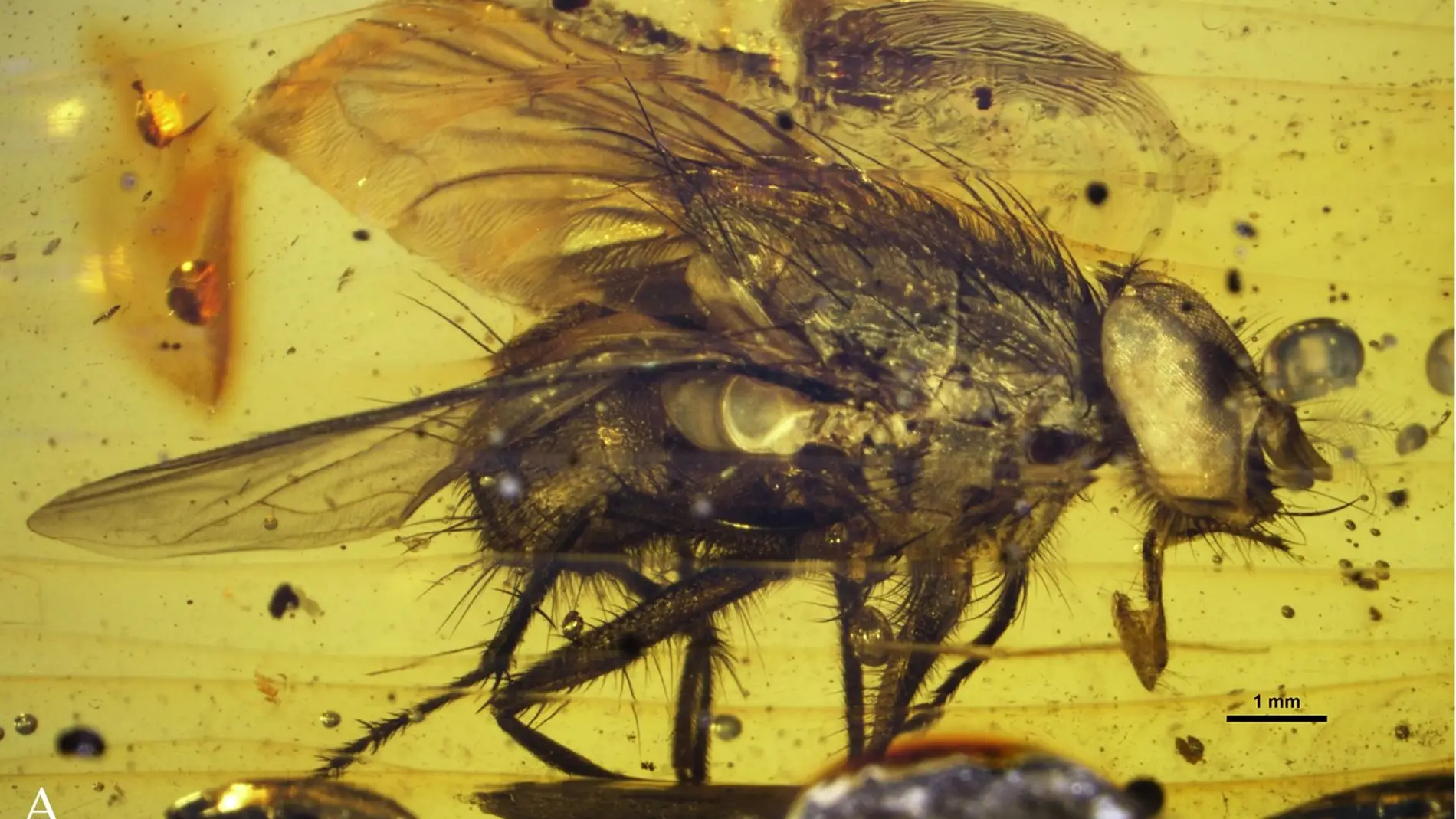El fosil de una mosca arroja luz sobre su explosion durante el Cenozoico