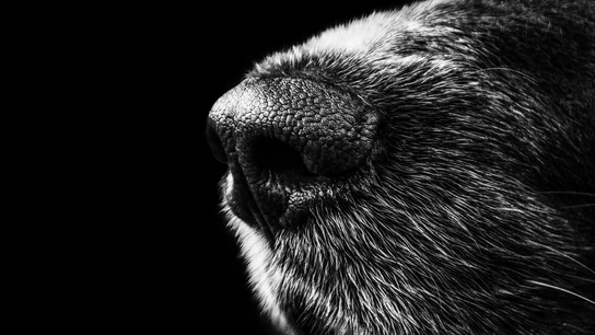 Hocico de perro, imagen de archivo Hocico de perro, imagen de archivo