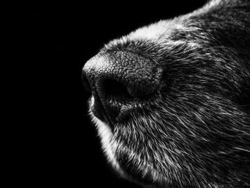 Hocico de perro, imagen de archivo Hocico de perro, imagen de archivo